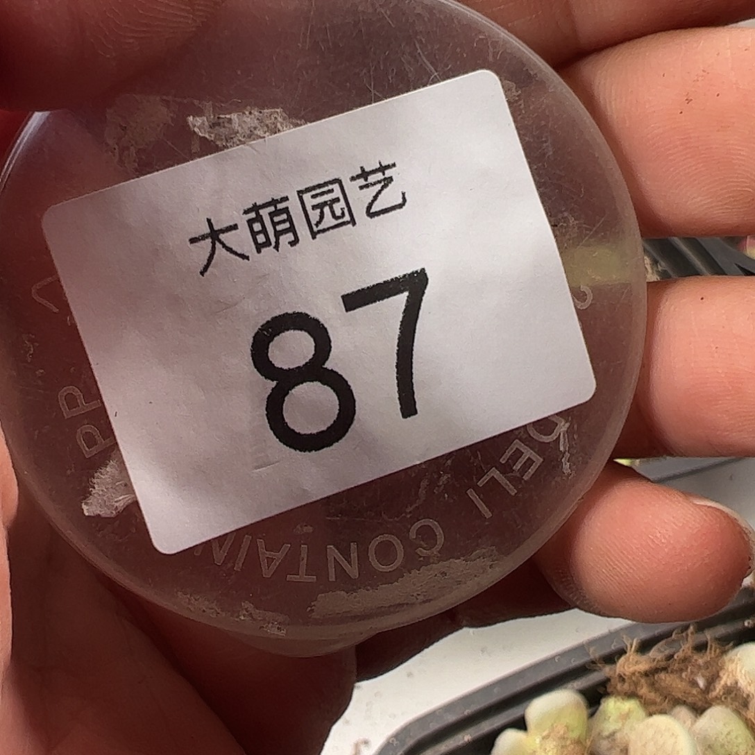 R***༻一物一拍。     87