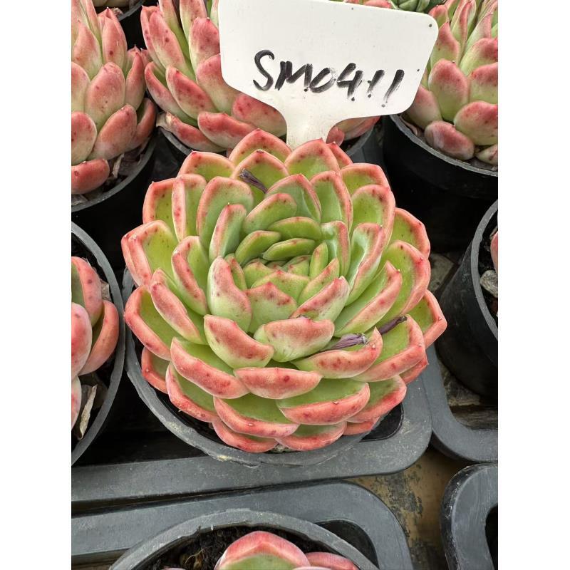 10#东星斑多肉植物   前男友精品多肉 SM0411