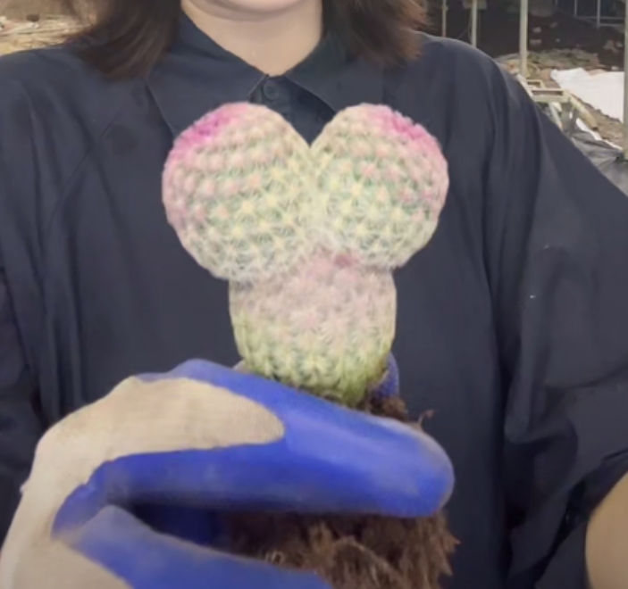 二妹园艺【 1颗  米奇红太阳   实生根 】脱土随机发货