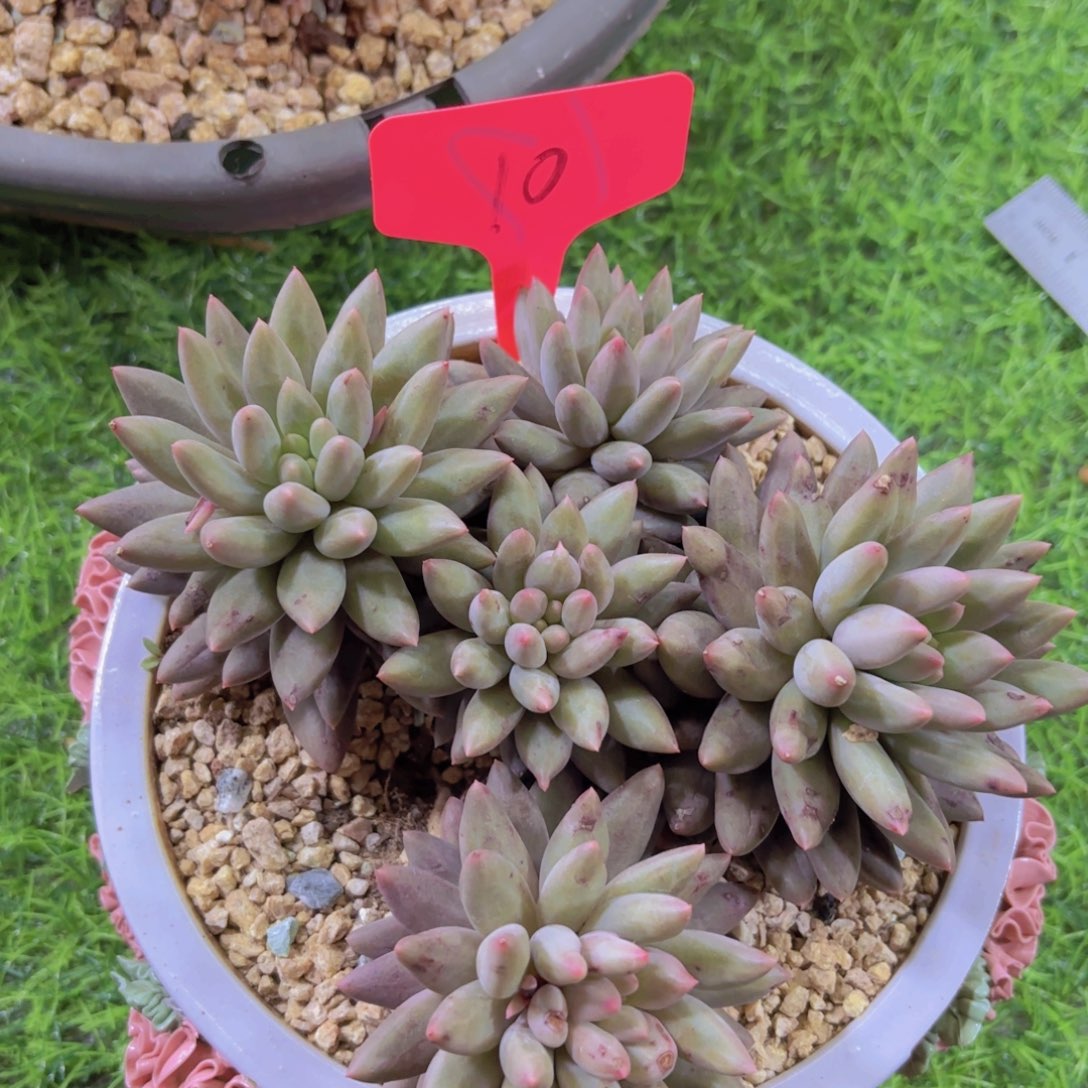 逗*我的小可爱们都好可爱