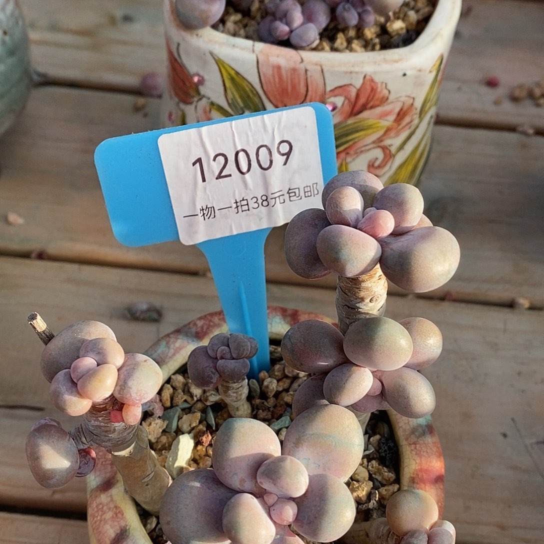 12009后女u魔芋图