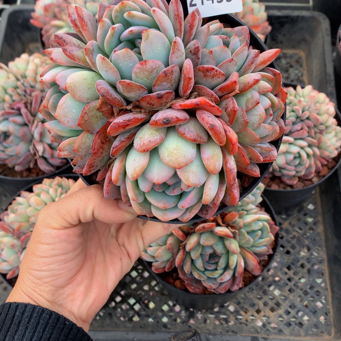 21435全明星首发