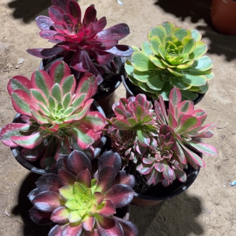 961多肉植物组合
