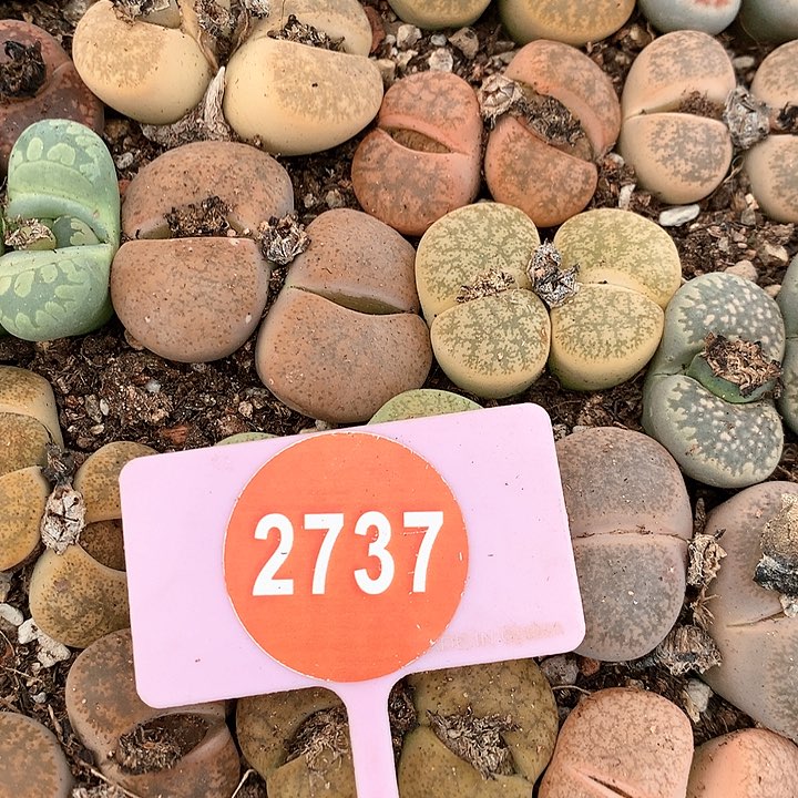 生石花混合非常非常好看