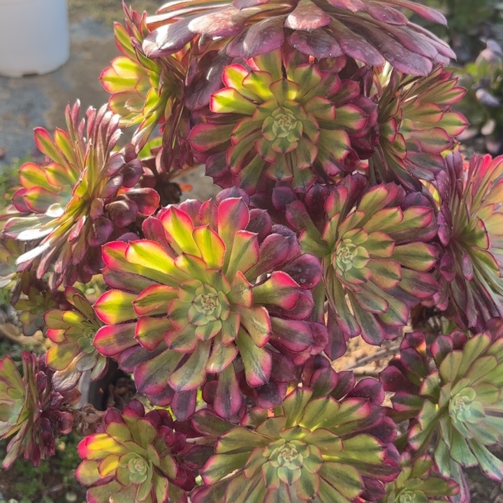 ?****?祝融多肉断枝不包30