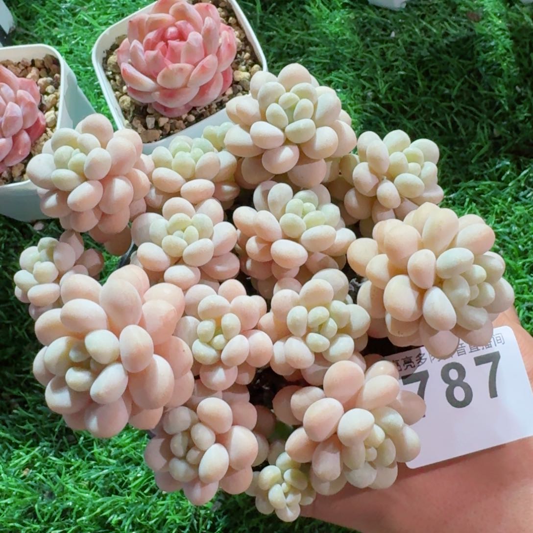 洛可可群生         精品多肉