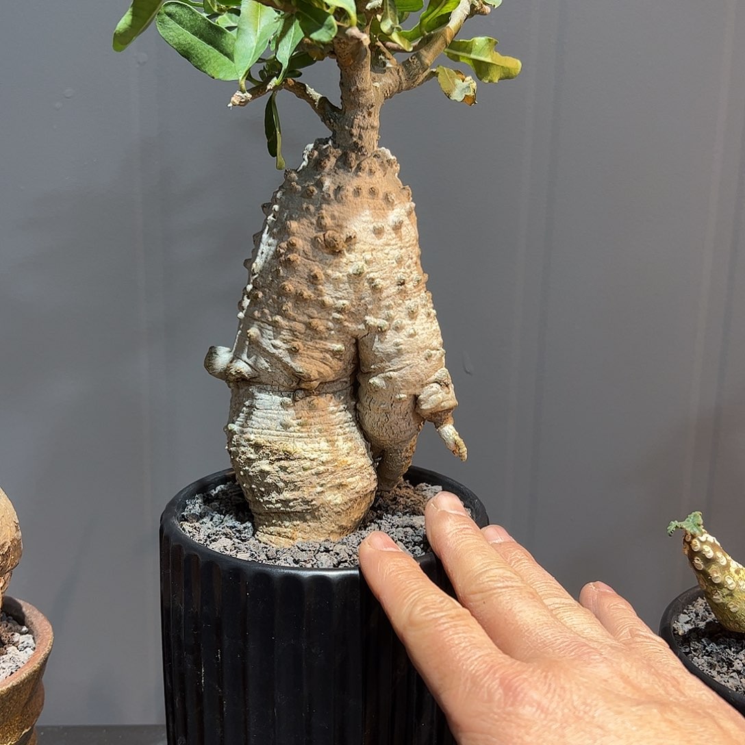 _****_火星人777888888