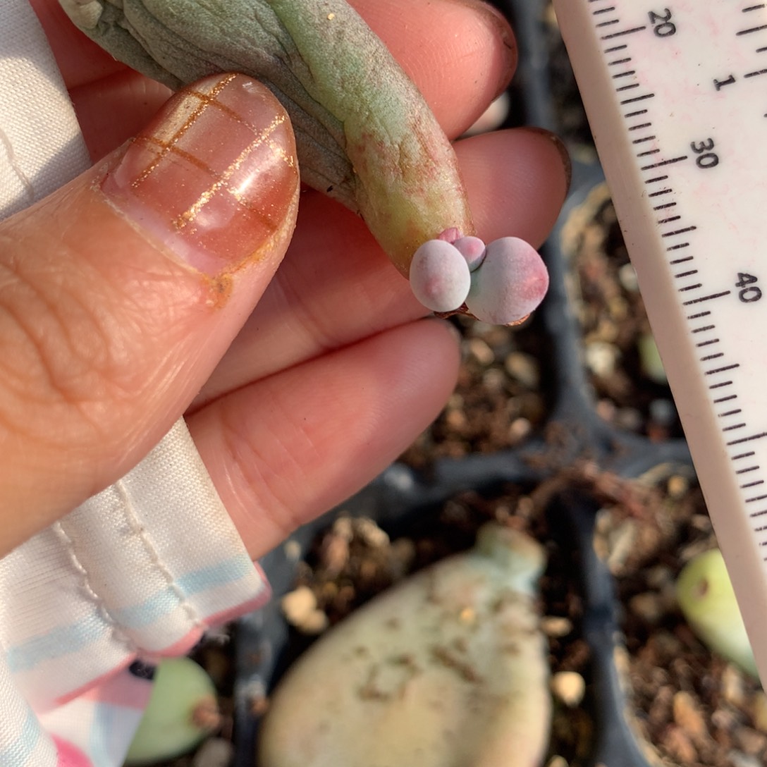 米可奶，不满28发一片叶，到付