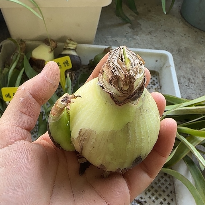 冬***虎图书馆6cm，裸球发货