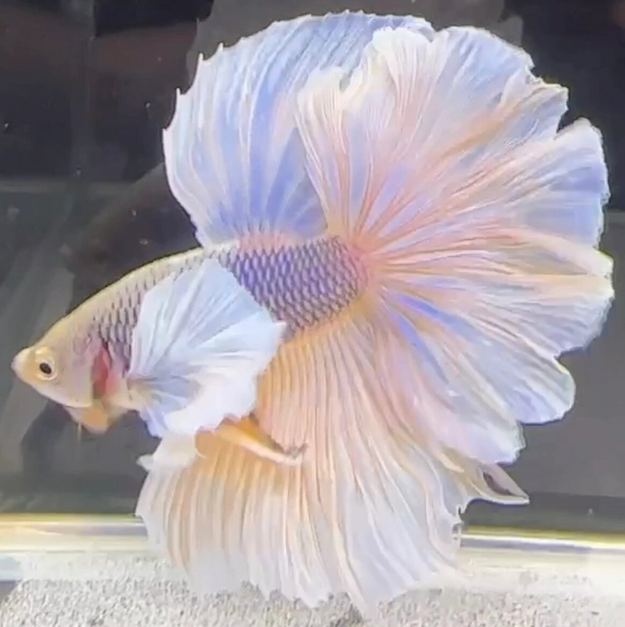 B7（145-168）泰国斗鱼精品鱼小型热带观赏鱼【直播间选鱼】