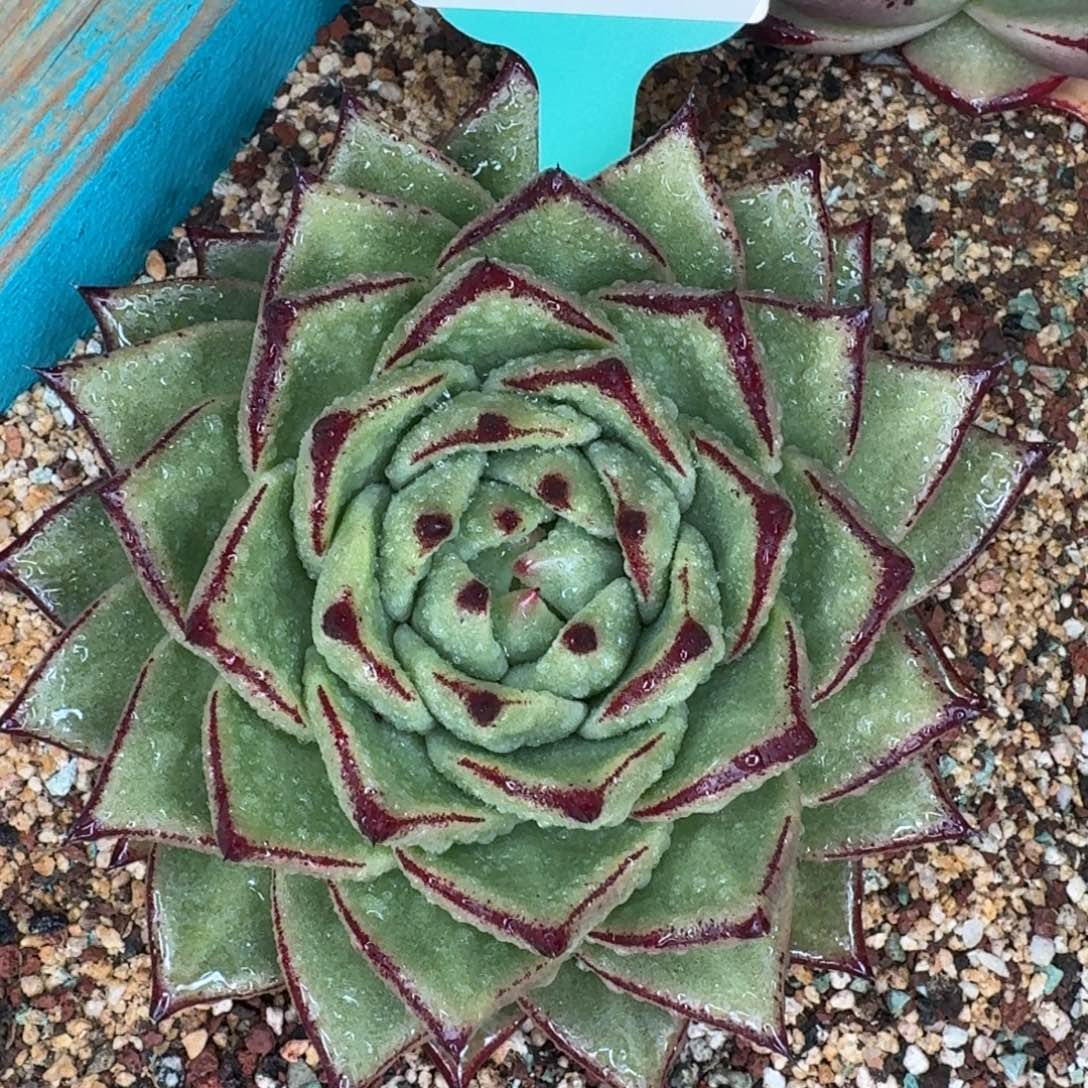 从前慢花园多肉编号1229-136