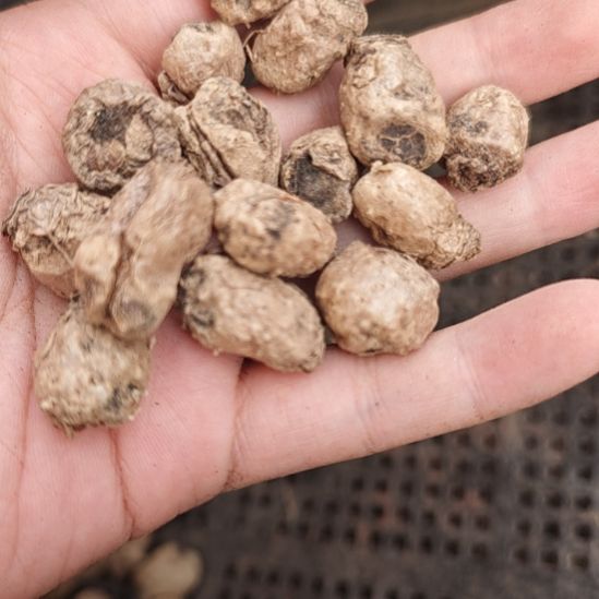 冰晶海带，块根，三颗一起发