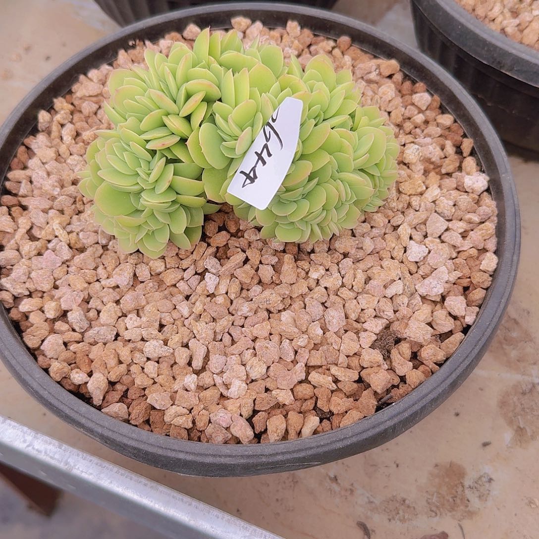 快***生2644星那塔缀多肉植物