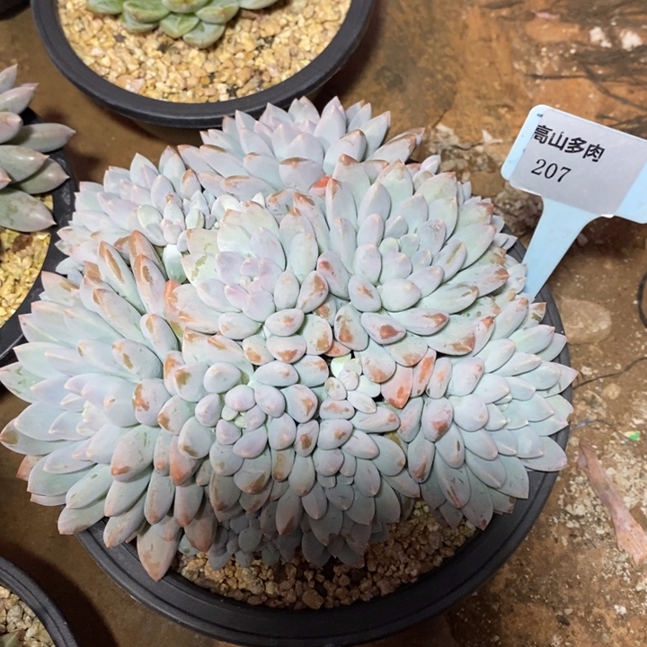 D207- 直播福利 奶糖