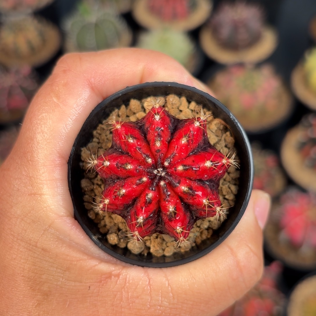 泰系米哈实生黑臀仙人球11