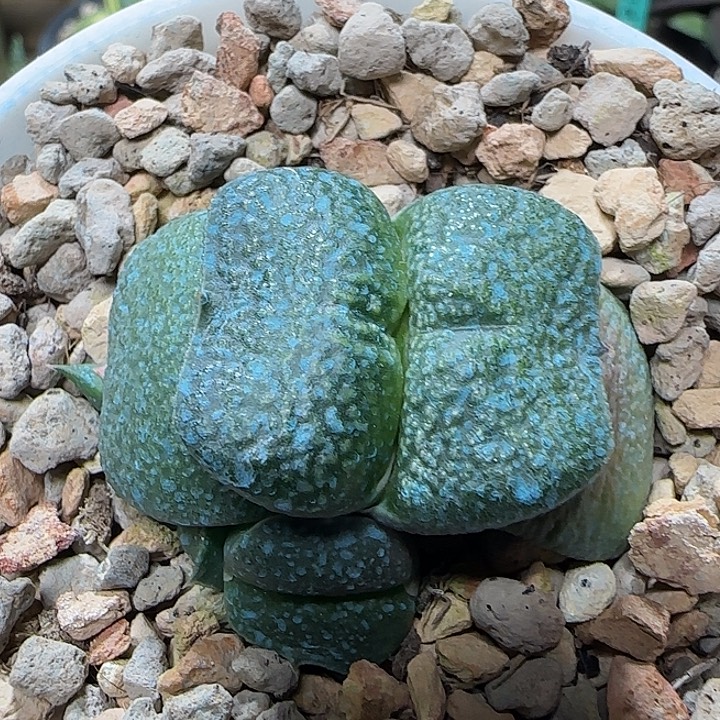 短厚叶军配卧牛带侧芽