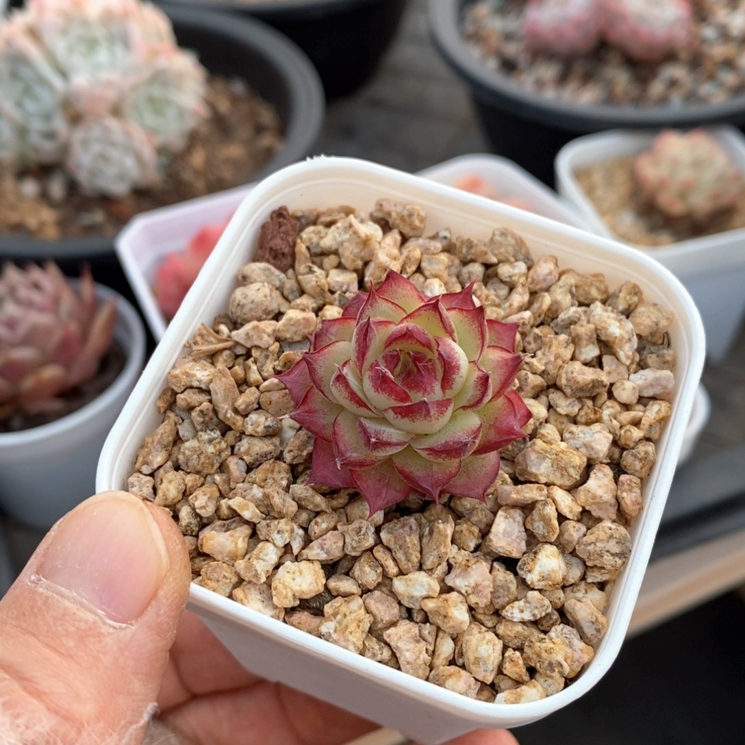 精品多肉一物一拍241