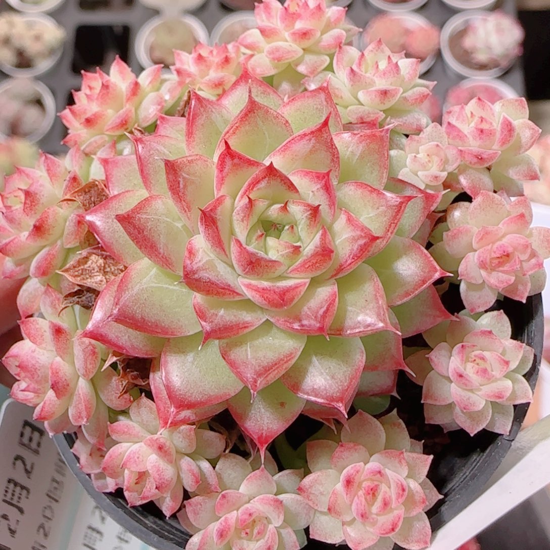 花语多肉1202-106整