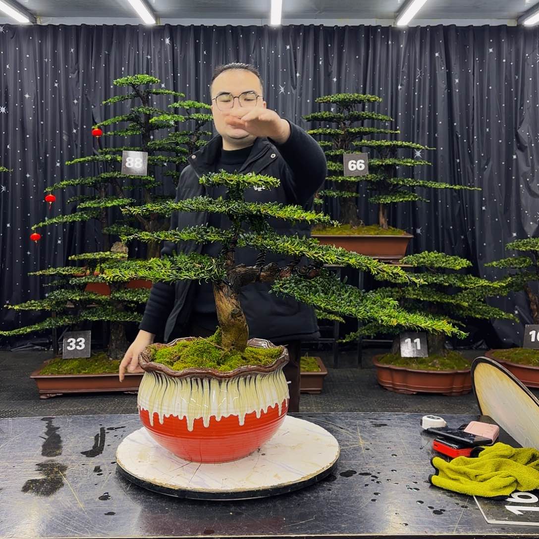 红芽罗汉松高端造型盆景