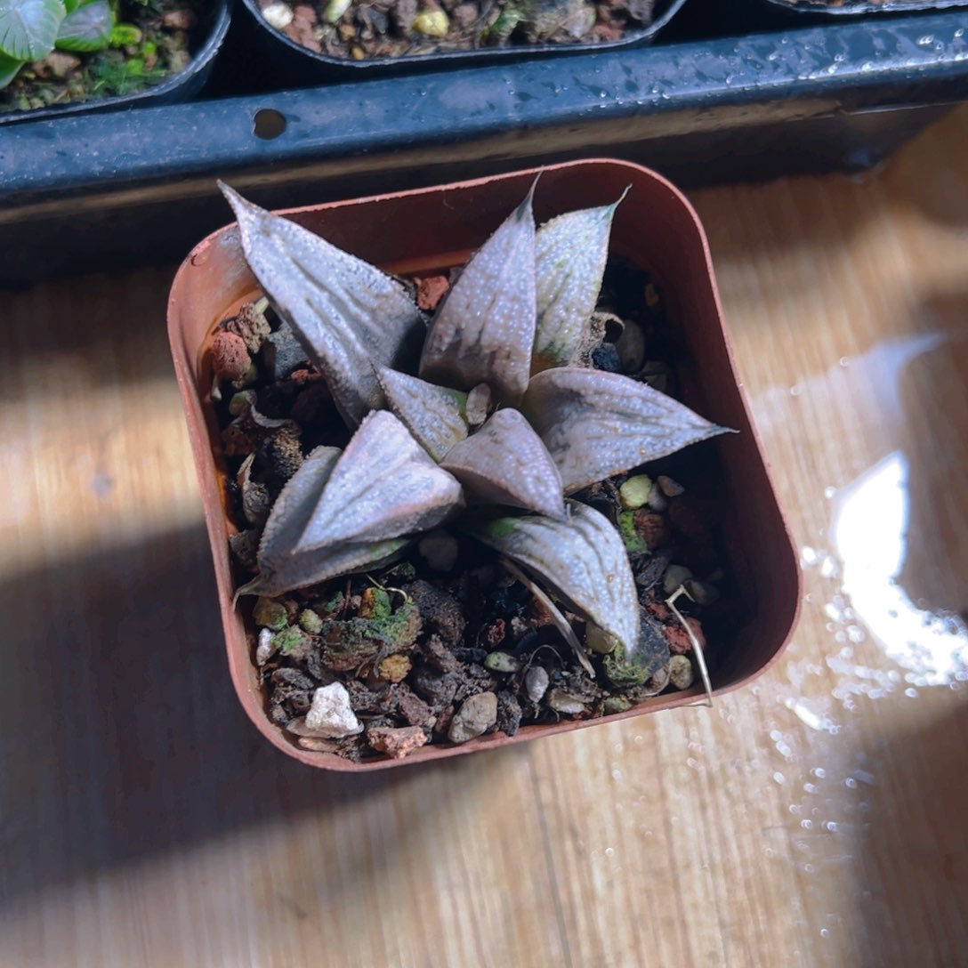 h皇妃玉露多肉多肉