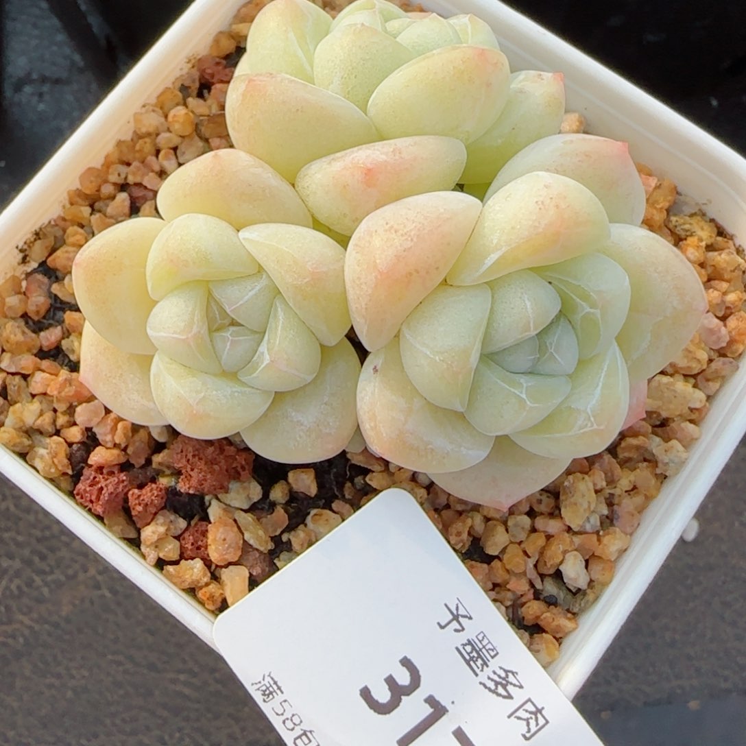 白底冰玉，3176多肉植物