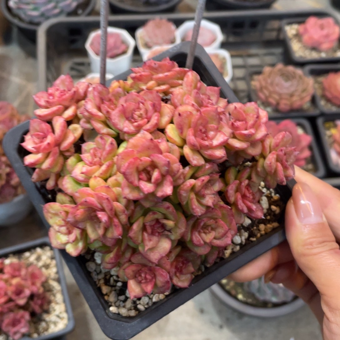 蜡牡丹锦冠幅12 公分一物一拍