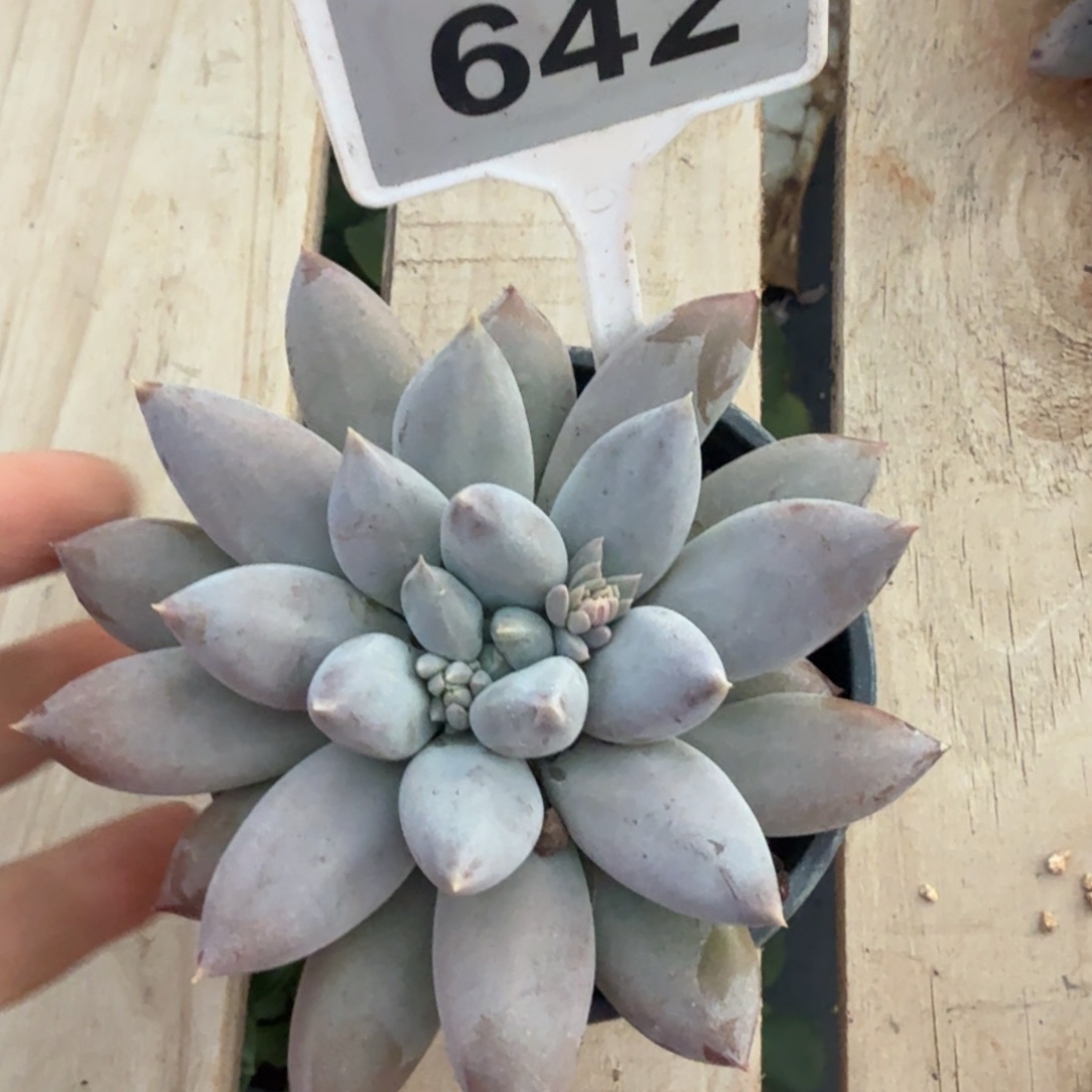 哥特一物一拍642.