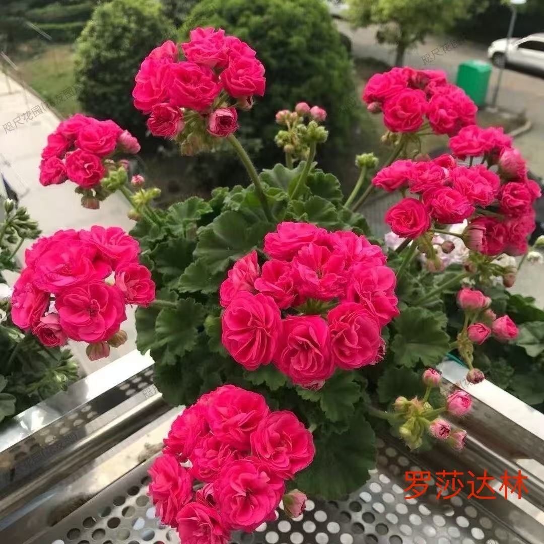 （拍3送1）重瓣天竺葵四季开花好养阳台庭院花（个别叶损 介意慎拍）