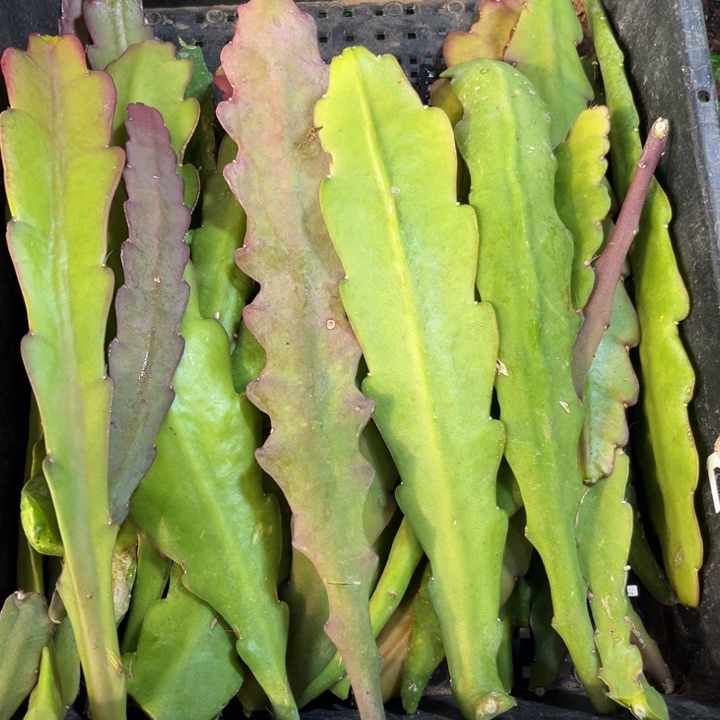 当前无花栽培后可以开花12色叶片