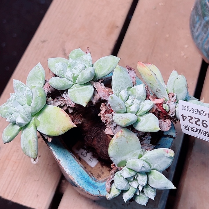 心***凉9224拇指苹果头瑕疵不售后