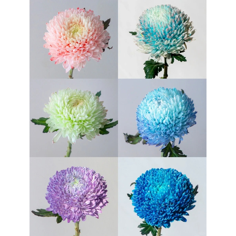 【牡丹菊】 一单包邮 云南鲜花昆明基地现采现发