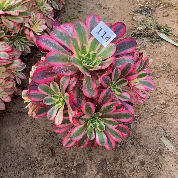 114美杜莎手捧新桩东