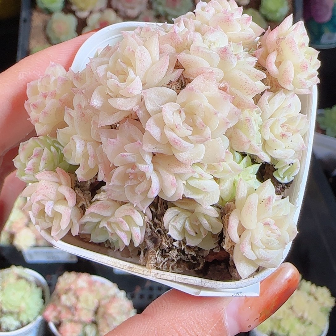 1106--407麦秆优选不包整