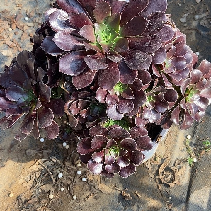 瓯紫多肉473多肉