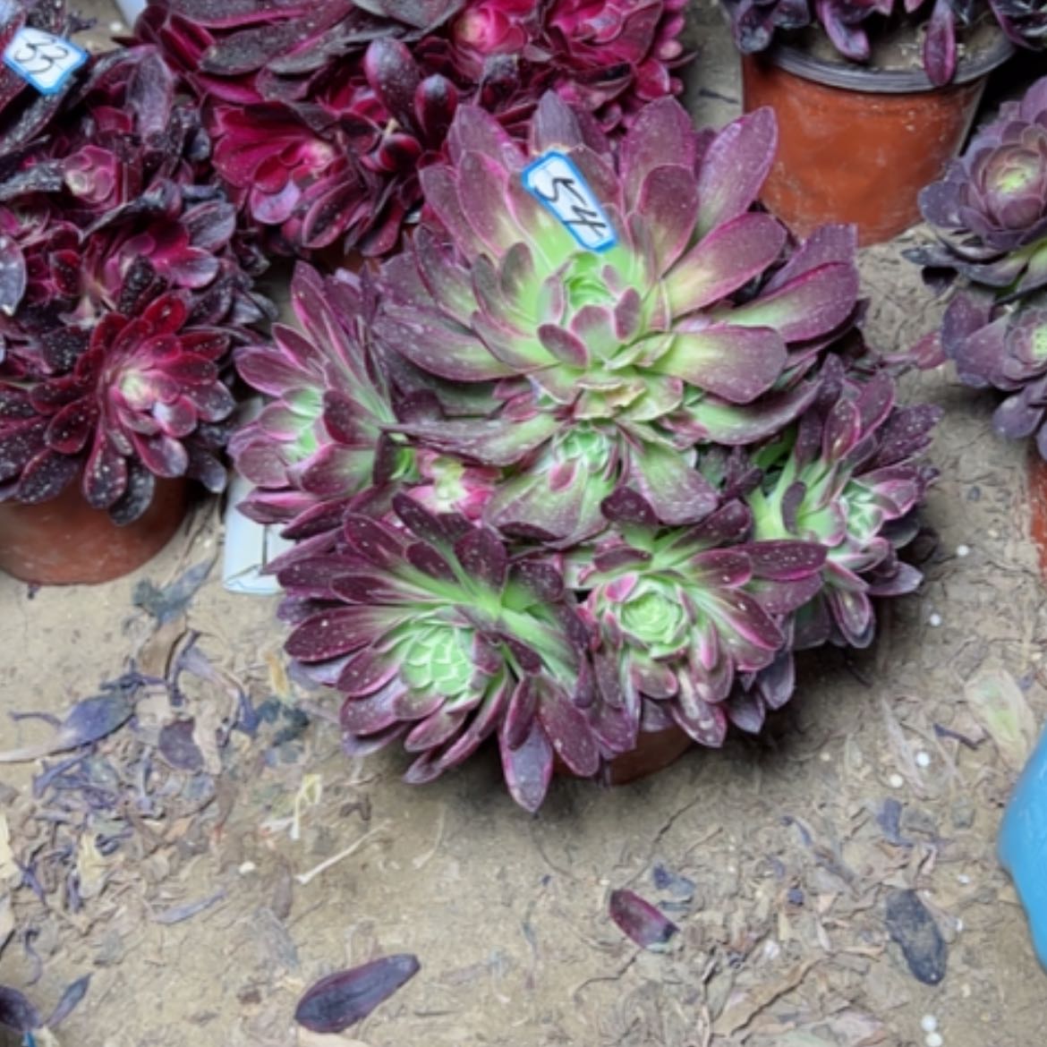 【闪购商品】多肉植物海王54
