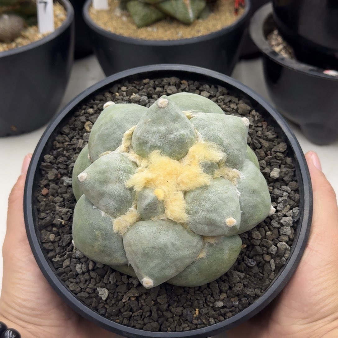 自根达摩青瓷牡丹