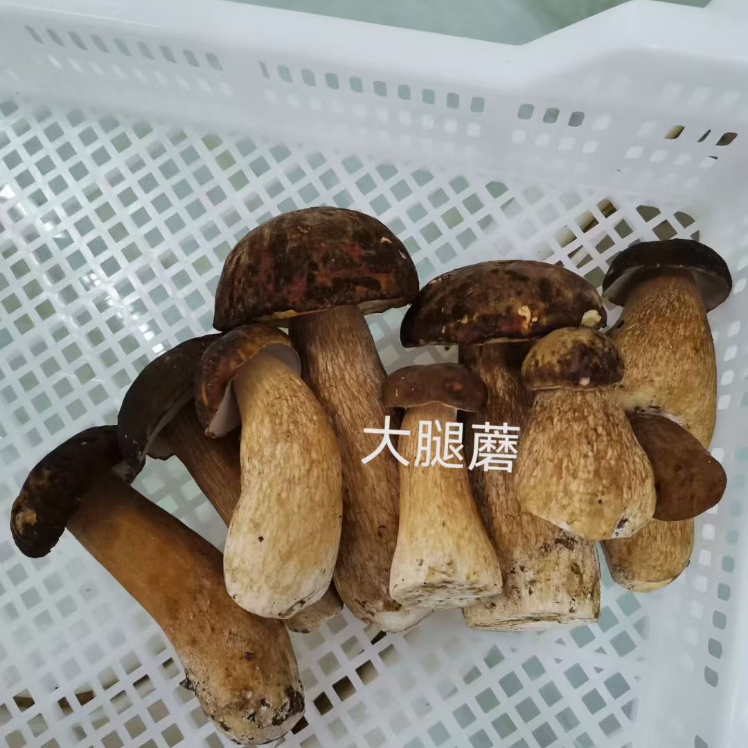 2025年大腿蘑又叫胖孩蘑