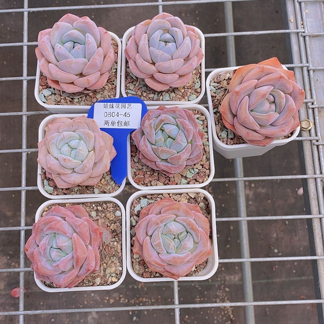 0804-45-精控冰橙福利一颗量拍