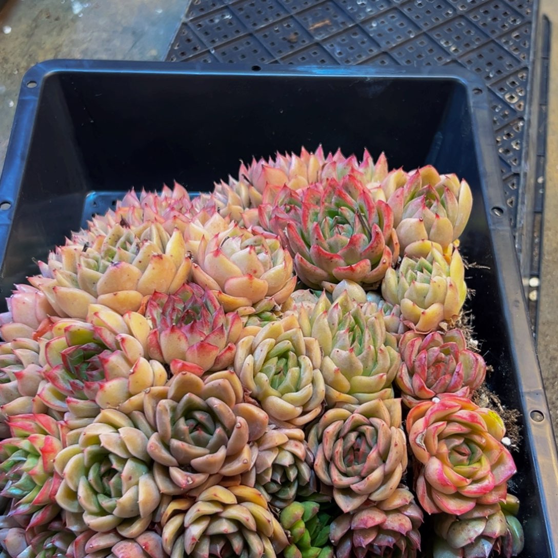 195的人了还在看电视