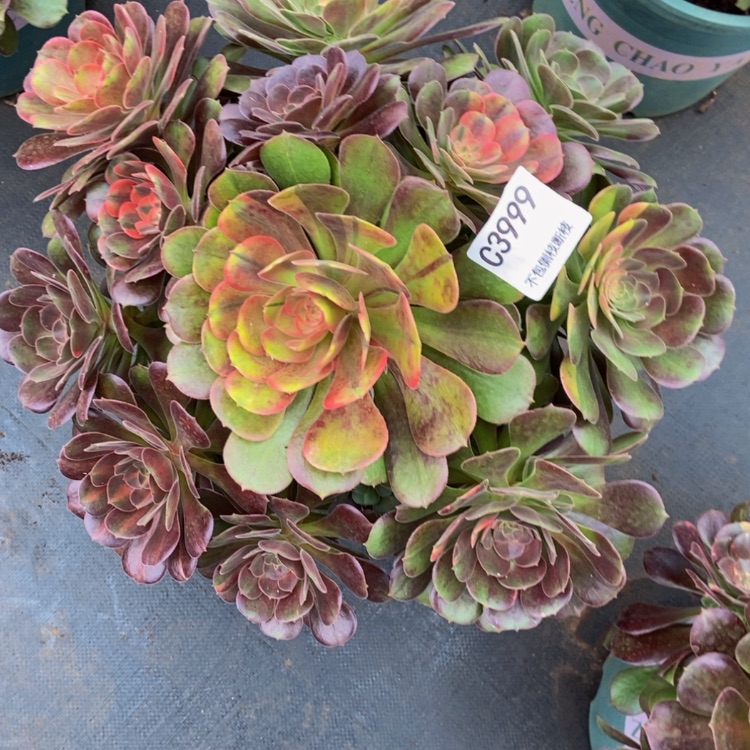 【闪购商品】M****?3999韶秀多肉