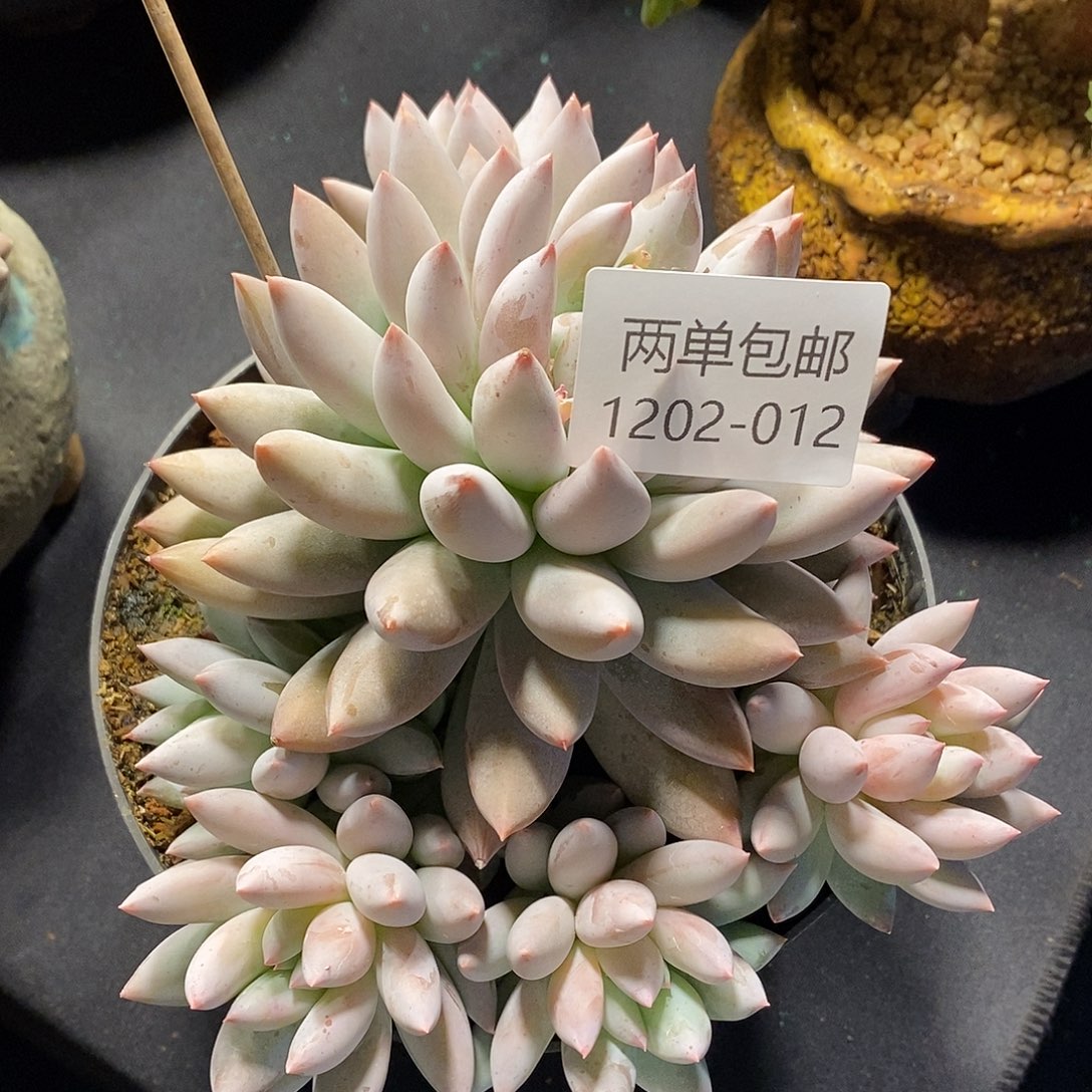 酸奶多肉 索罗门012