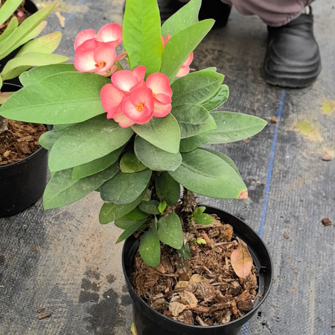 ****漪完全开放万花筒直播间一物一拍