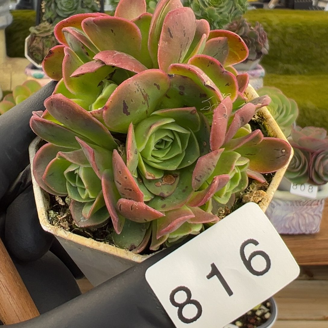 816优选泽兰6厘米