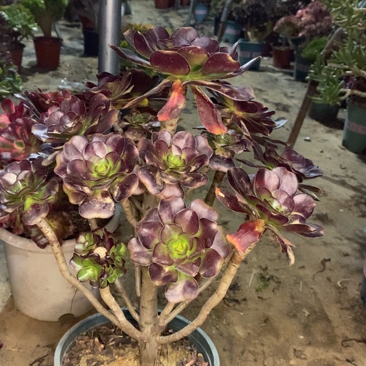 圆叶多肉植物15。 
