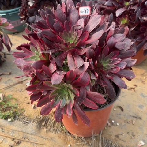 12-77赤霞飞多肉植物有老伤多肉