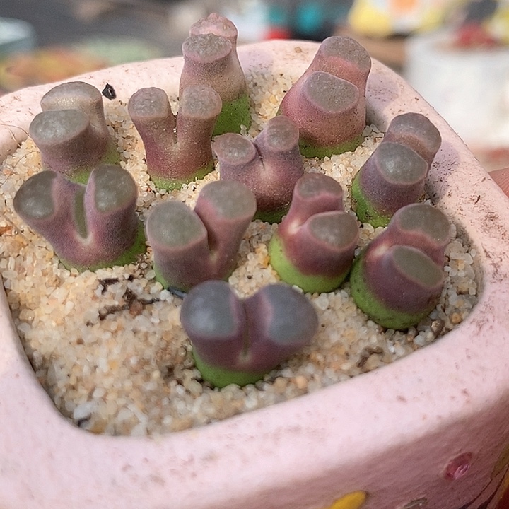 9510磁铁样本一颗