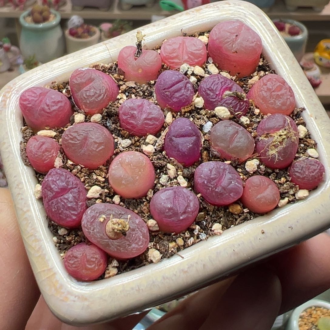 多肉植物201号吕氏