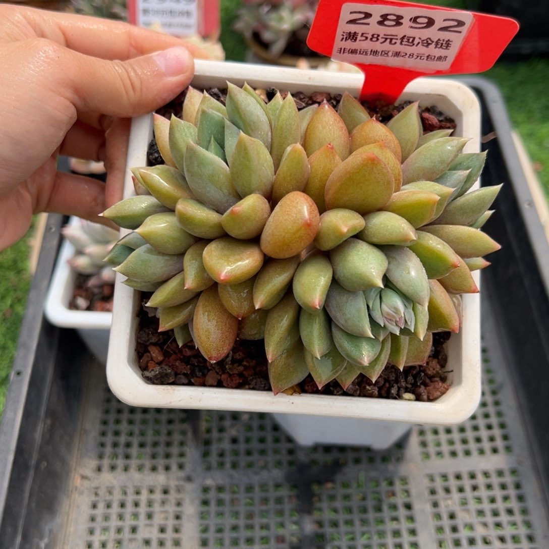 表妹精品精品多肉2892.