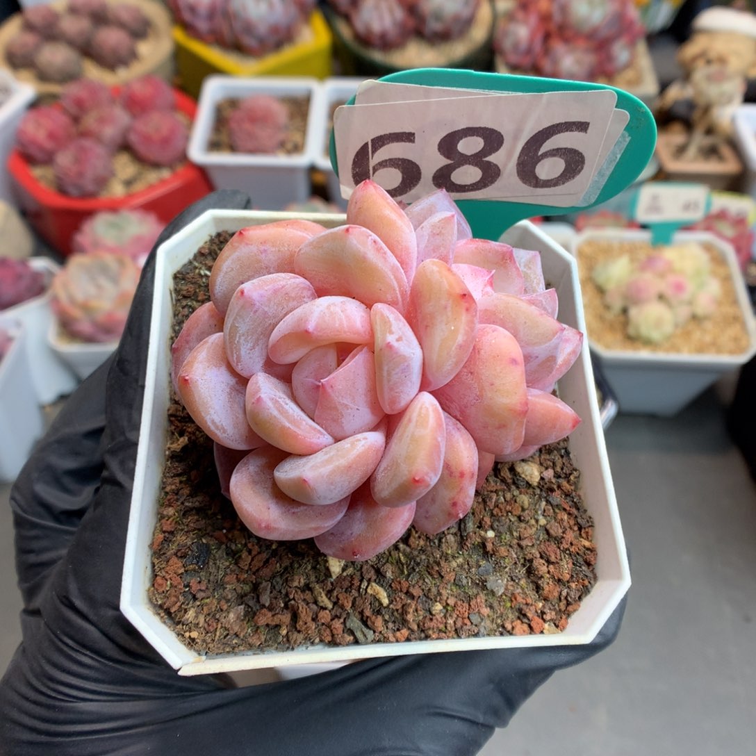 2**5686 雪天使多肉多肉