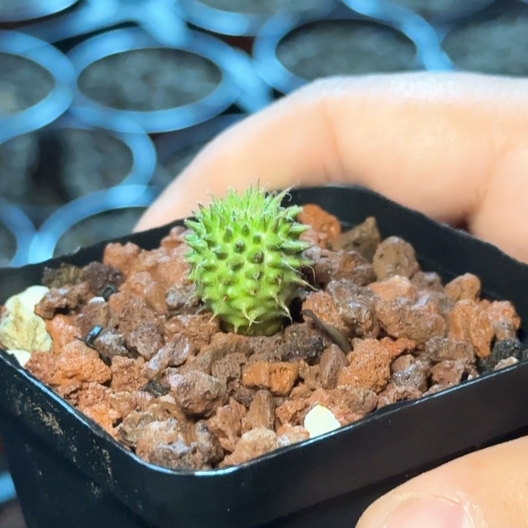 多肉植物海胆大戟
